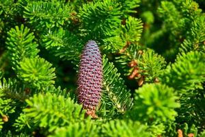 large brown gleams growing on a large green coniferous tree branch in the warm sun photo