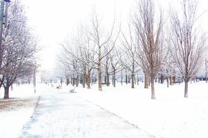 winter landscape with fresh snow and trees photo