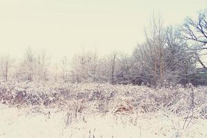 winter landscape with fresh snow and trees photo