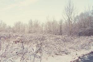 invierno paisaje con Fresco nieve y arboles foto