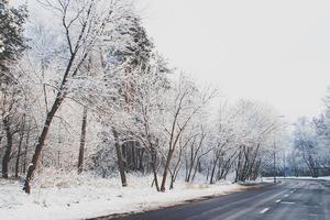 winter landscape with fresh snow and trees photo