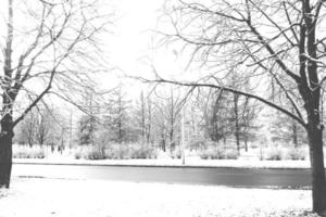 invierno paisaje con Fresco nieve y arboles foto