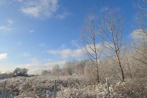 winter landscape with fresh snow and trees photo