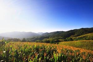 Landscape Corn farm and Mexican sunflower field with blue sky on the mountain, Thailand photo