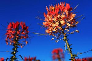 Beautiful blooming pink Cleome Spinosa Linn. or Spider flowers field with blue sky in natural sunlight. photo