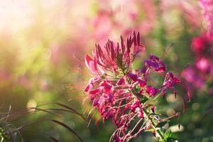 hermosa floreciente rosado Cleome spinosa linn o araña flores campo en natural luz de sol. foto