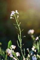 hermosa floreciendo blanco salvaje flores campos en primavera y natural luz de sol brillante en montaña. foto