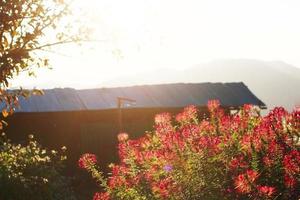 Beautiful blooming pink Cleome Spinosa Linn. or Spider flowers field in natural sunlight. photo