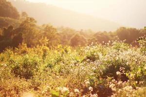 Beautiful bloming white wild flowers fields in springtime and natural sunlight shining on mountain. photo