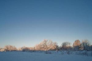 winter landscape with white beautiful snow trees and a blue cloudless sky photo