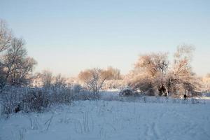 winter landscape with white beautiful snow trees and a blue cloudless sky photo