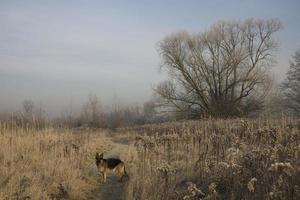 winter cloudless morning on the outskirts of a big city photo