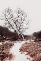 snowy white winter dirt road among trees photo