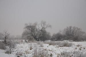 invierno paisaje de un gris Mañana con blanco nieve y arboles foto