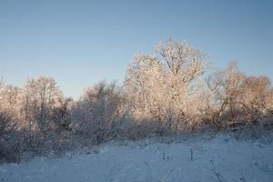 winter landscape with white beautiful snow trees and a blue cloudless sky photo