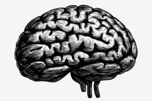 human nervous system brain organ vector