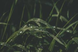 background with fresh drops of summer rain shining in the sun on a grassy field photo