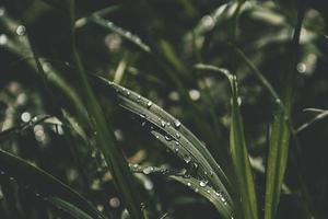 background with fresh drops of summer rain shining in the sun on a grassy field photo