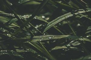 background with fresh drops of summer rain shining in the sun on a grassy field photo