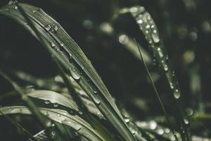 background with fresh drops of summer rain shining in the sun on a grassy field photo