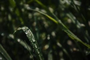 background with fresh drops of summer rain shining in the sun on a grassy field photo