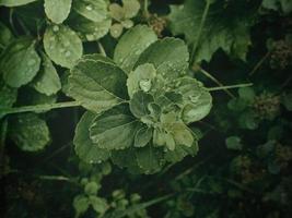 verano planta con gotas de lluvia en verde hojas foto