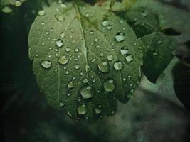 verano planta con gotas de lluvia en verde hojas foto