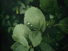 verano planta con gotas de lluvia en verde hojas foto