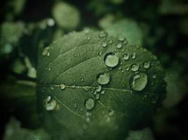 verano planta con gotas de lluvia en verde hojas foto