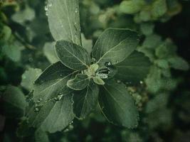 verano planta con gotas de lluvia en verde hojas foto