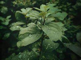 summer plant with raindrops on green leaves photo