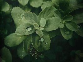 verano planta con gotas de lluvia en verde hojas foto