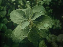 verano planta con gotas de lluvia en verde hojas foto