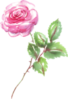 Watercolor rose. Hand-painted clipart. Isolated png