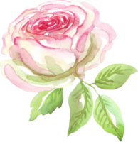 Watercolor rose. Hand-painted clipart. Isolated png