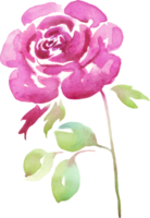 acuarela Rosa. pintado a mano clipart. aislado png