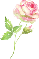 Watercolor rose. Hand-painted clipart. Isolated png