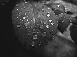 hermosa verano planta con gotas de lluvia en el hojas monocromo foto