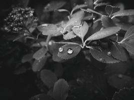 beautiful summer plant with raindrops on the leaves monochrome photo