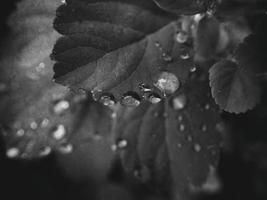 hermosa verano planta con gotas de lluvia en el hojas monocromo foto