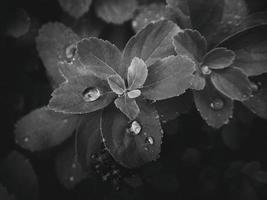 beautiful summer plant with raindrops on the leaves monochrome photo