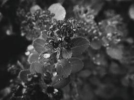 hermosa verano planta con gotas de lluvia en el hojas monocromo foto