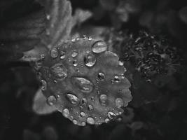 hermosa verano planta con gotas de lluvia en el hojas monocromo foto