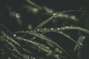 background with fresh drops of summer rain shining in the sun on a grassy field photo