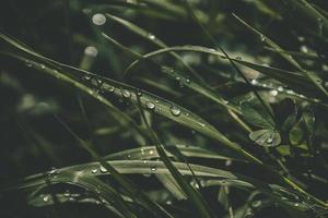 background with fresh drops of summer rain shining in the sun on a grassy field photo