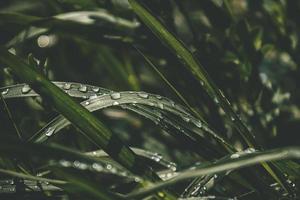 background with fresh drops of summer rain shining in the sun on a grassy field photo