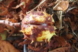 brown chestnuts collected on an autumn day photo