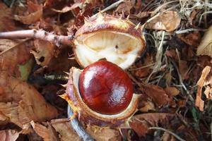 brown chestnuts collected on an autumn day photo