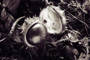 brown chestnuts collected on an autumn day photo