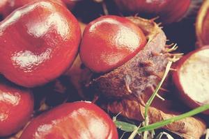 brown chestnuts collected on an autumn day photo